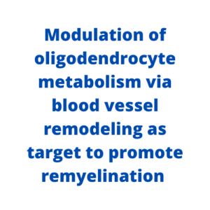 Modulation of oligodendrocyte metabolism via blood vessel remodeling as target to promote remyelination